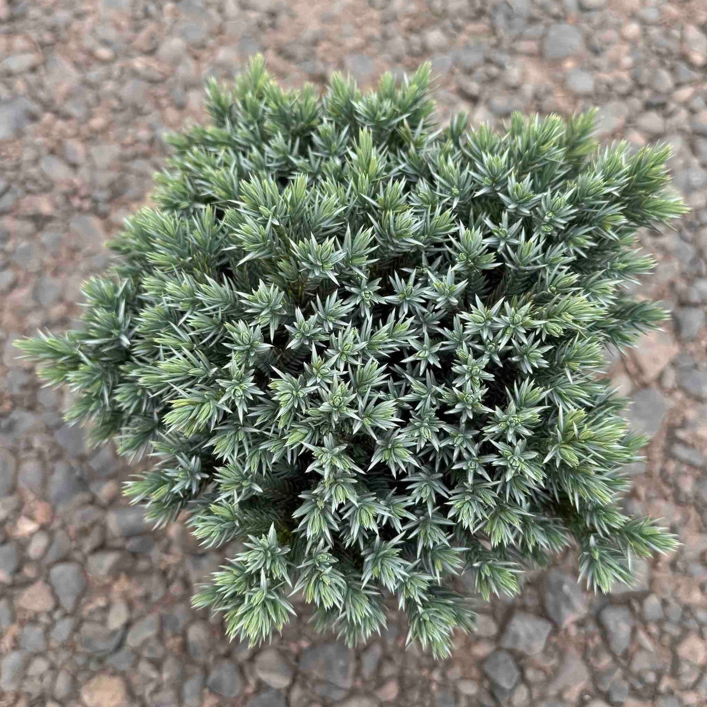 Blue Star Juniper plant, blue-green needles, indoor & outdoor plant by Live Good Logistics on Tampa Home & Garden Store