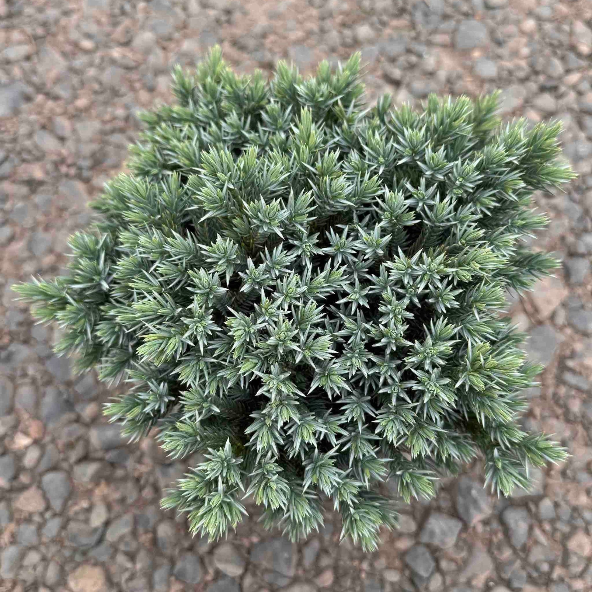 Blue Star Juniper plant, blue-green needles, indoor & outdoor plant by Live Good Logistics on Tampa Home & Garden Store