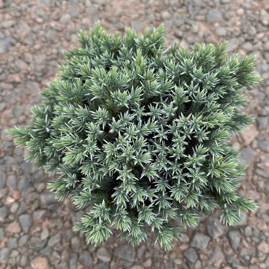 Blue Star Juniper plant, blue-green needles, indoor & outdoor plant by Live Good Logistics on Tampa Home & Garden Store