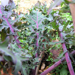 KALE Seeds, Red Russian - Tampa Home & Garden Store