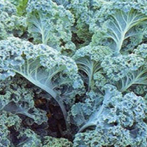 KALE Seeds, Vates Blue Curled - Tampa Home & Garden Store