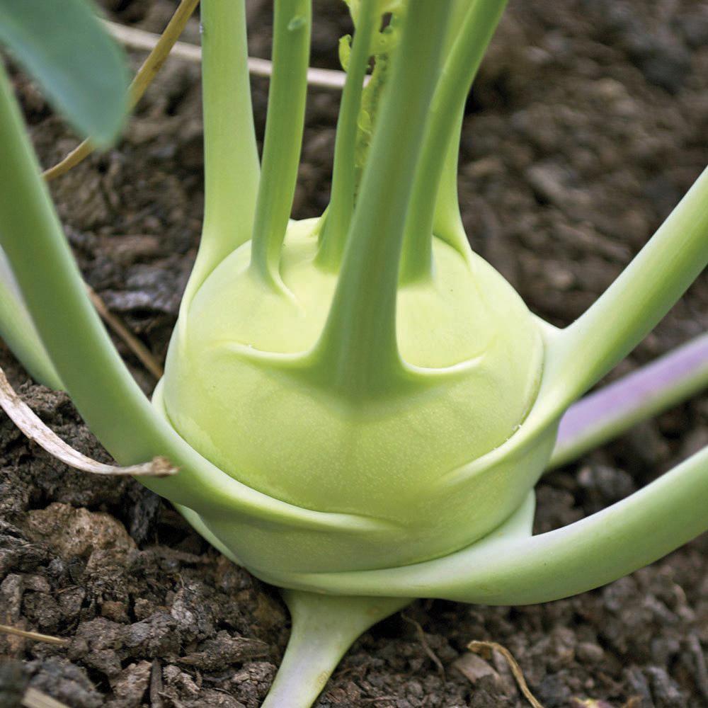 White Vienna Kohlrabi bulb with pale green stems in soil on Tampa Home & Garden Store
