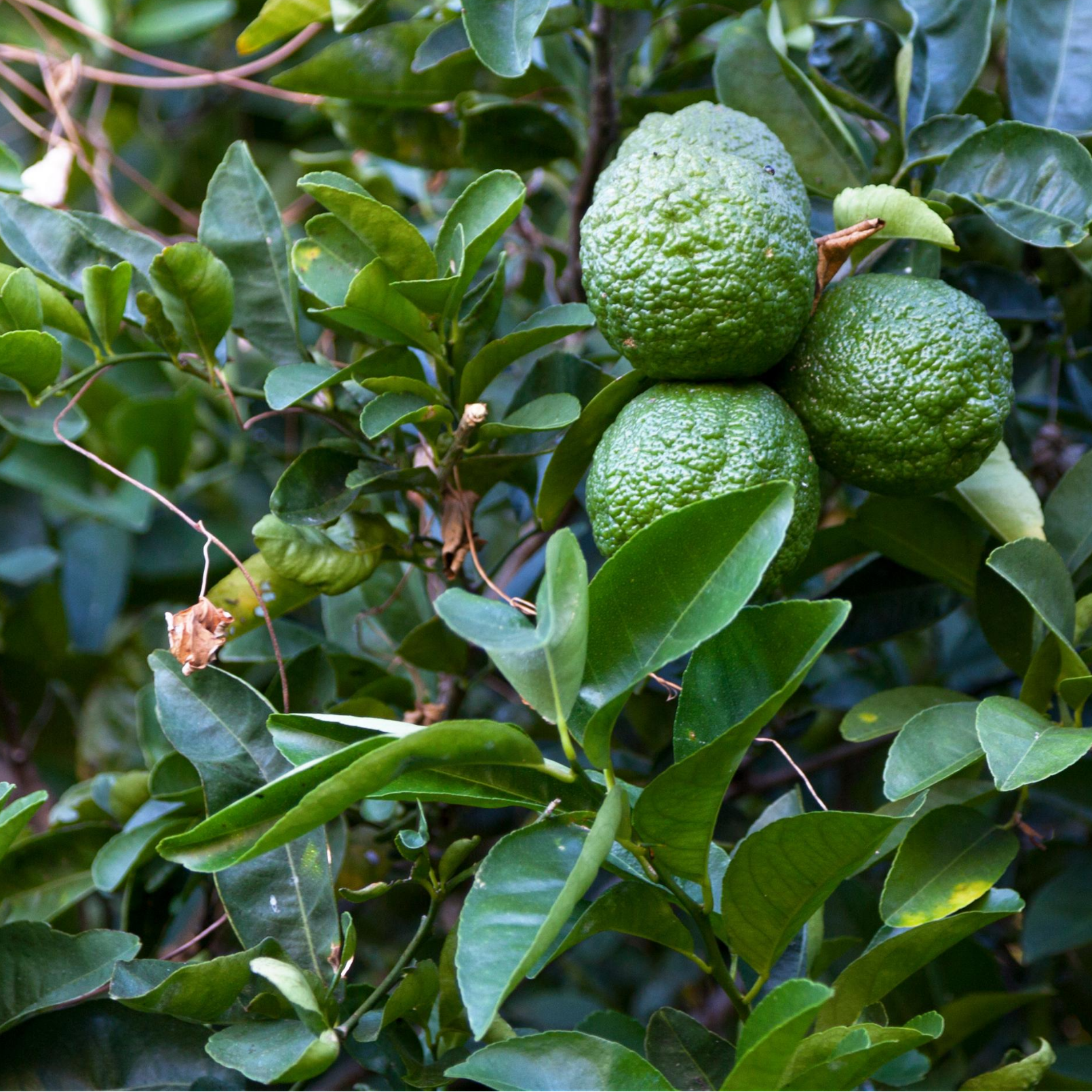 Kaffir, Makrut Lime Tree (Citrus hystrix) - Tampa Home & Garden Store