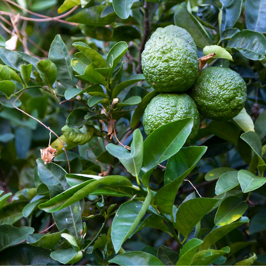 Kaffir, Makrut Lime Tree (Citrus hystrix) - Tampa Home & Garden Store