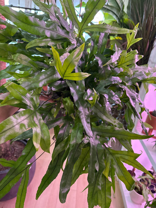 Kangaroo Paw Fern - Tampa Home & Garden Store