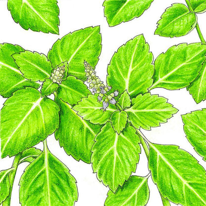 Kapoor Tulsi Seeds (Organic) - Tampa Home & Garden Store