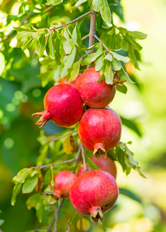 Pomegranate Tree 'Kara Bala Miursal' Punica granatum)