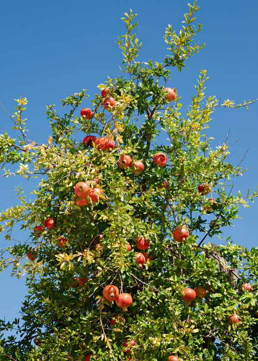 Pomegranate Tree 'Kara Bala Miursal' Punica granatum)
