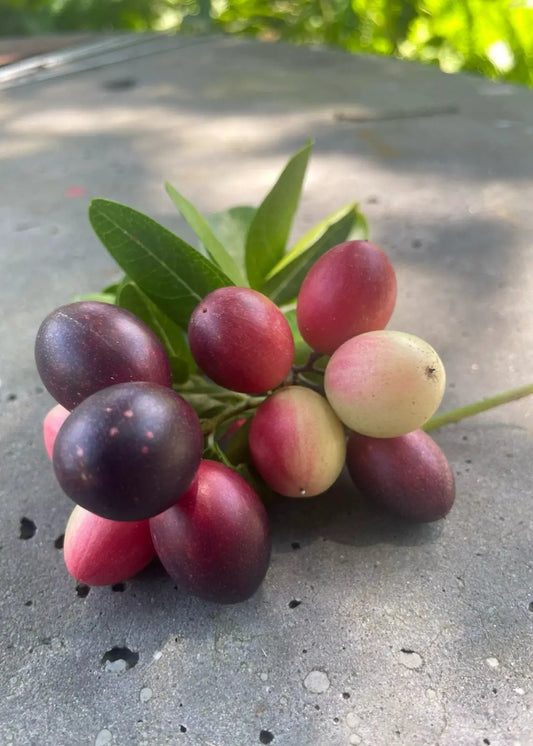 Karanda tree and Bengal currant fruit cluster on leafy branch with purple, pink, and pale berries on Tampa Home & Garden Store