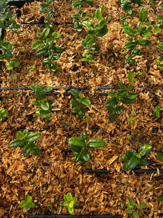 Fruiting plant Karanda tree and Bengal currant bush saplings with glossy green leaves in mulch on Tampa Home & Garden Store