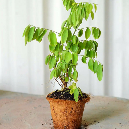 Katuk herb plant Sauropus androgynus in a coconut pot with bright green leaves Sow Exotic on Tampa Home & Garden Store