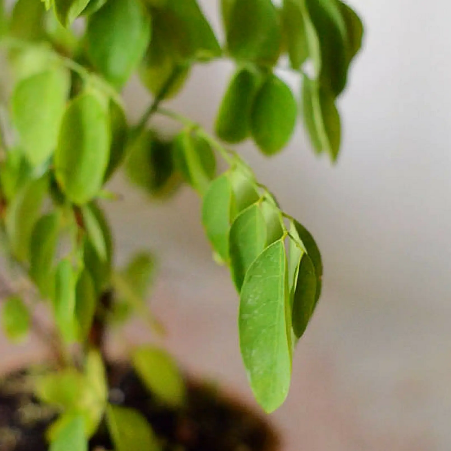 Katuk Sauropus androgynus herb plant with green oval leaves on trailing vines Sow Exotic on Tampa Home & Garden Store