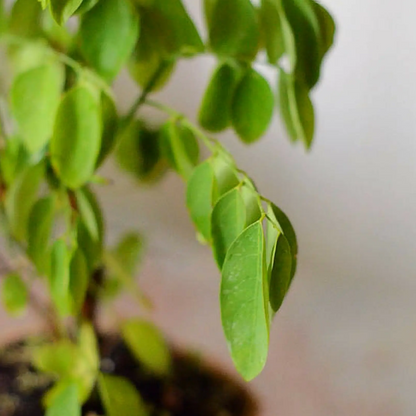 Katuk Sauropus androgynus herb plant with green oval leaves on trailing vines Sow Exotic on Tampa Home & Garden Store