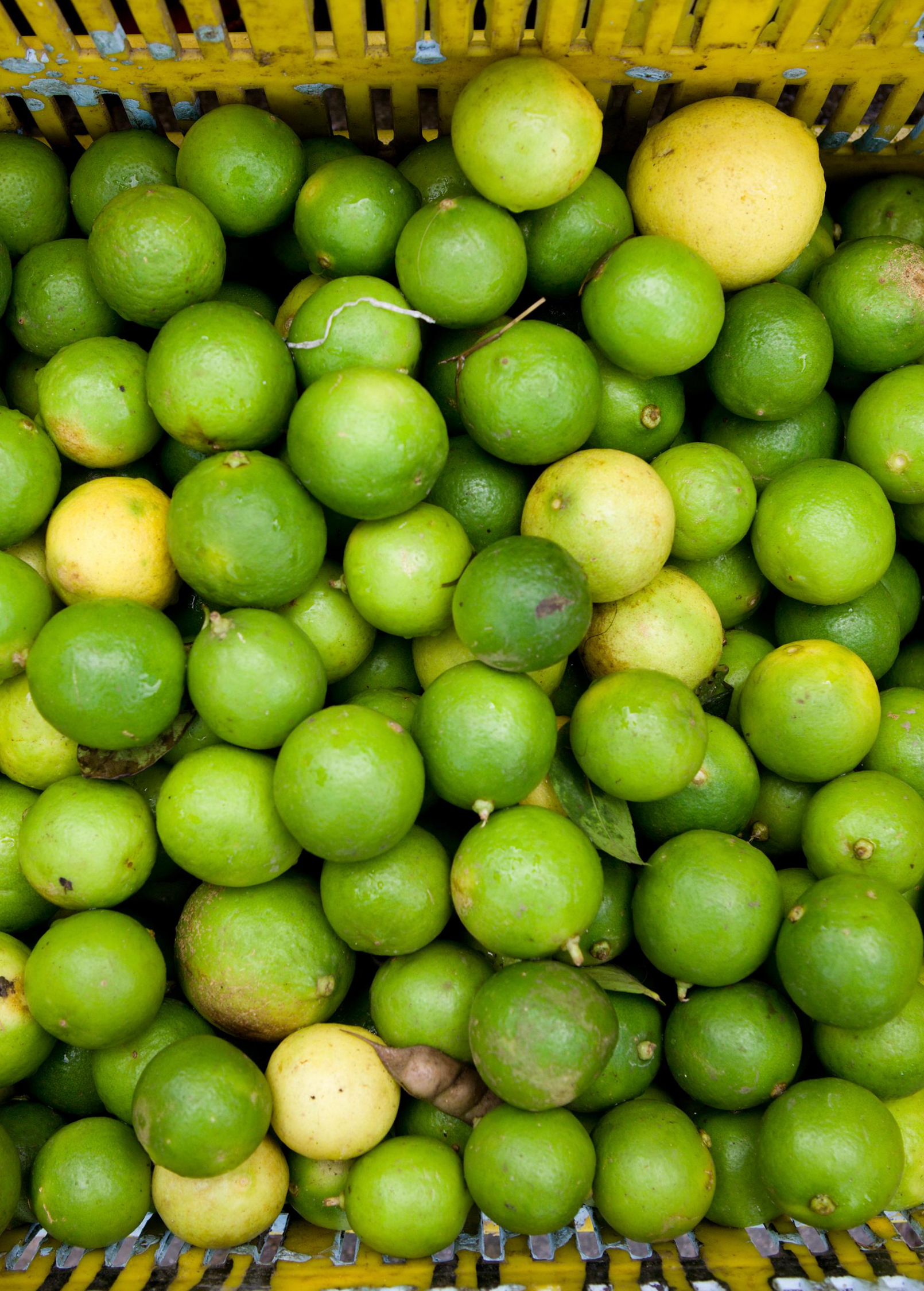 Key Lime Tree (Citrus × aurantiifolia) - Tampa Home & Garden Store