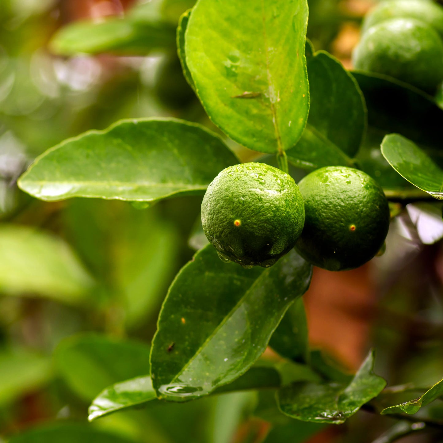 Key Lime Tree close-up with glossy green limes and leaves on Tampa Home & Garden Store