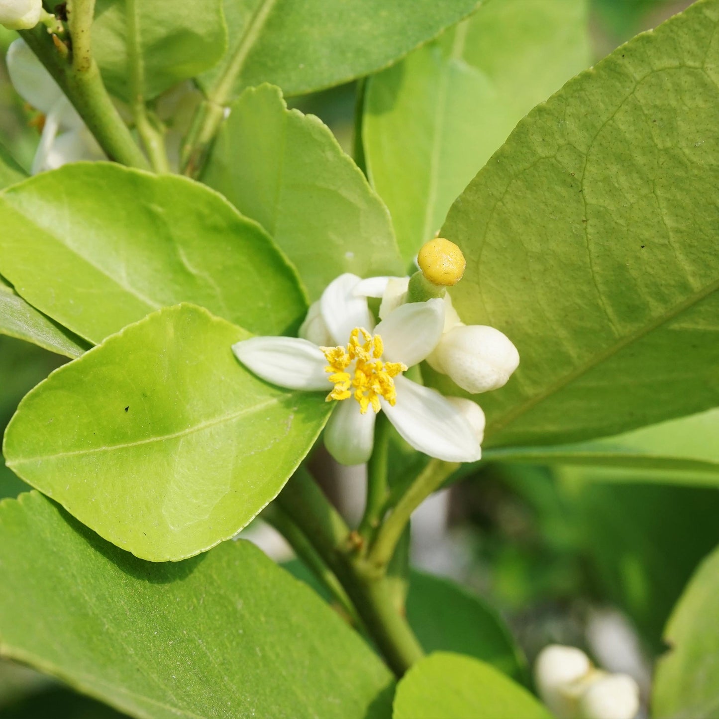 Key Lime Tree plant close-up showing green leaves and white blossoms on Tampa Home & Garden Store
