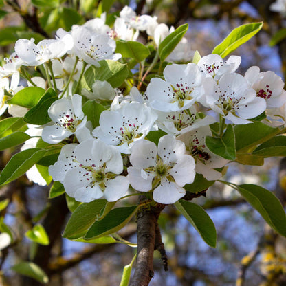 Kieffer Pear Tree in full bloom with white blossoms and green leaves, Live Good Logistics plant on Tampa Home & Garden Store