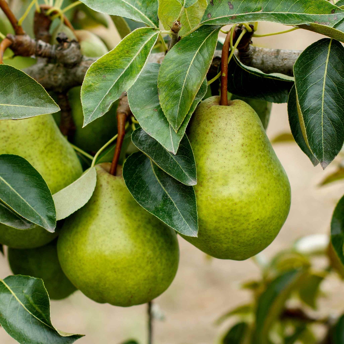 Kieffer Pear Tree plant with green pears and glossy leaves by Live Good Logistics on Tampa Home & Garden Store