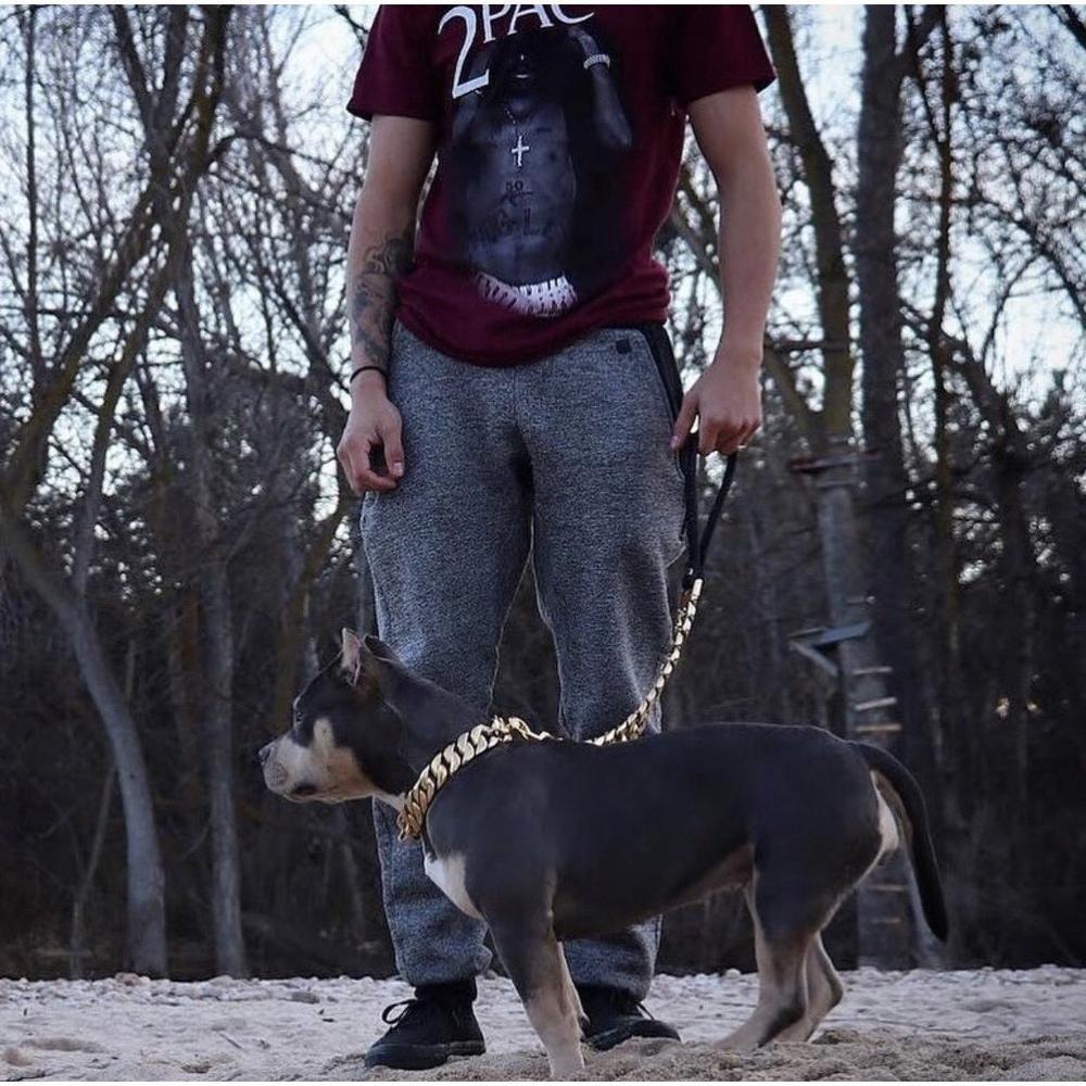 Kilo Cuban Link | Leash - Tampa Home & Garden Store