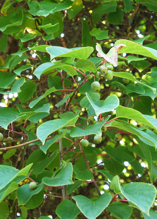 Kiwi 'Prolific' (Actinidia arguta) - Tampa Home & Garden Store
