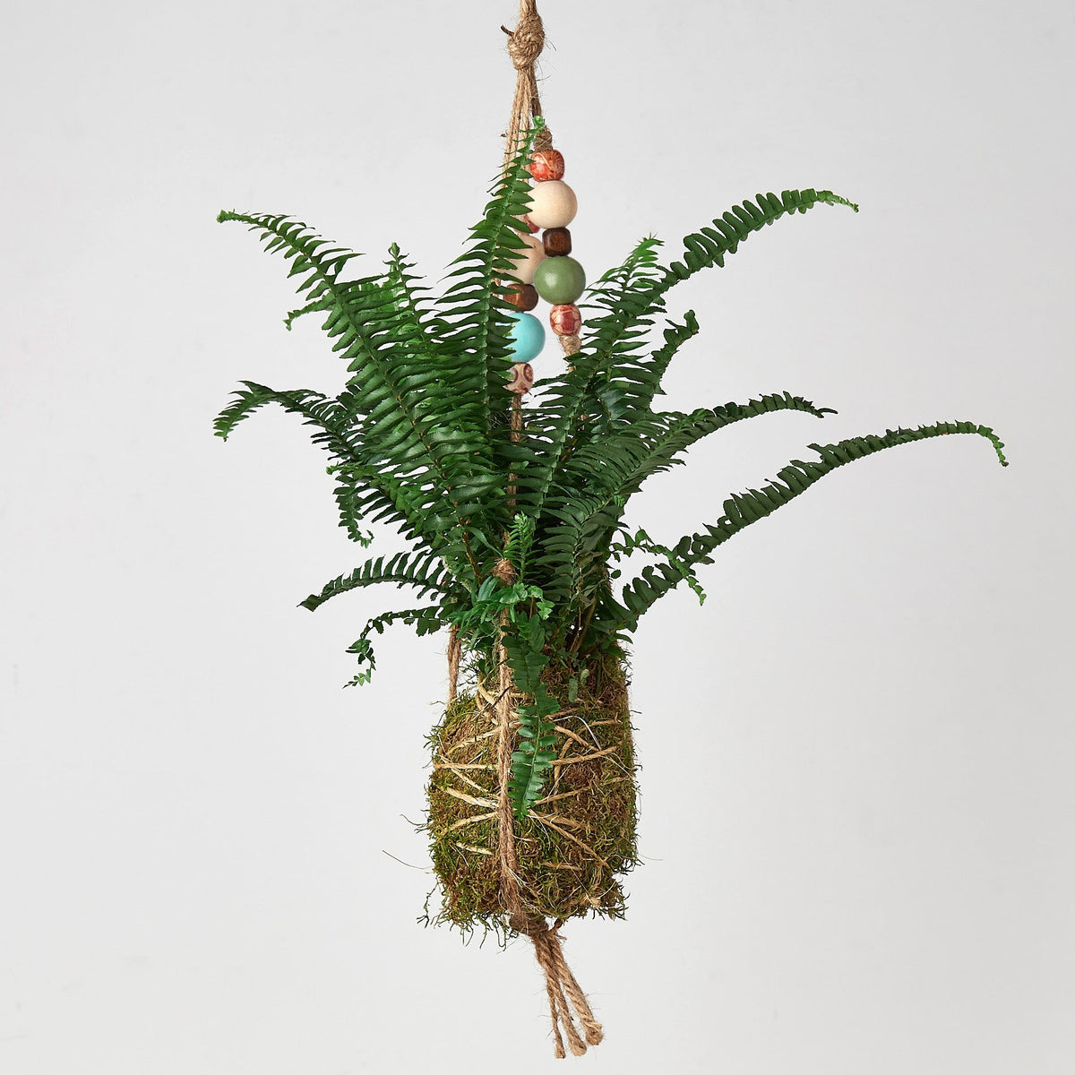 Bead Kokedama moss ball hanging plant with fern fronds on jute rope by House Plant Shop on Tampa Home & Garden Store
