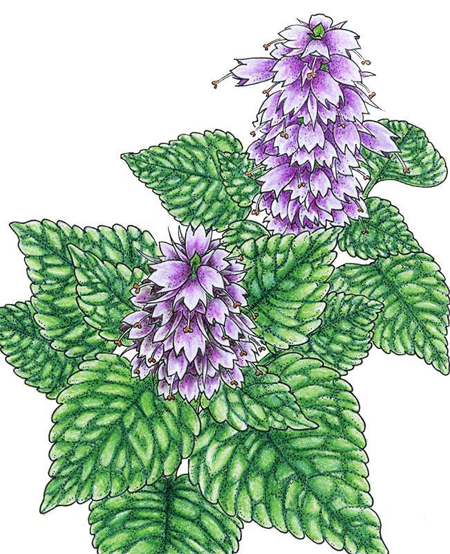 Korean Licorice Mint Seeds (Organic) - Tampa Home & Garden Store