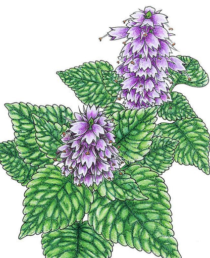 Korean Licorice Mint Seeds (Organic) - Tampa Home & Garden Store