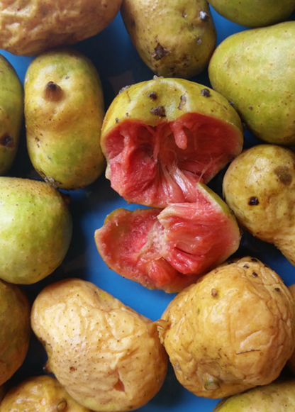 Kwai Muk (Artocarpus hypargyraeus) - Tampa Home & Garden Store