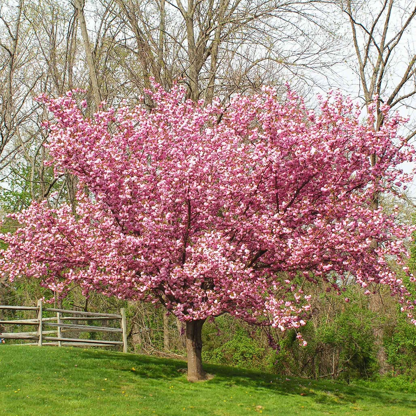 Kwanzan Flowering Cherry Tree outdoor plant with pink blossoms along a tree-lined yard on Tampa Home & Garden Store