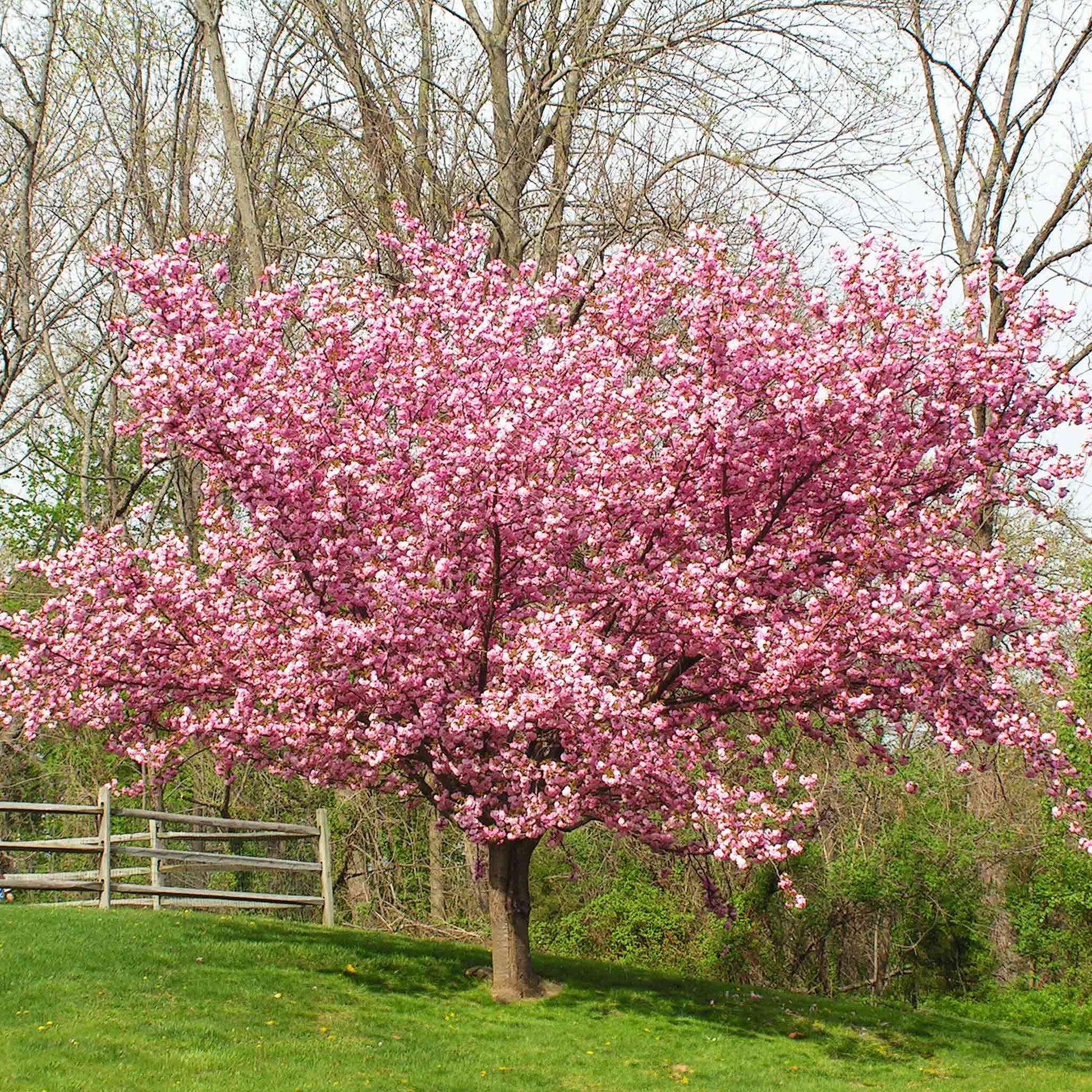 Kwanzan Flowering Cherry Tree outdoor plant with pink blossoms along a tree-lined yard on Tampa Home & Garden Store