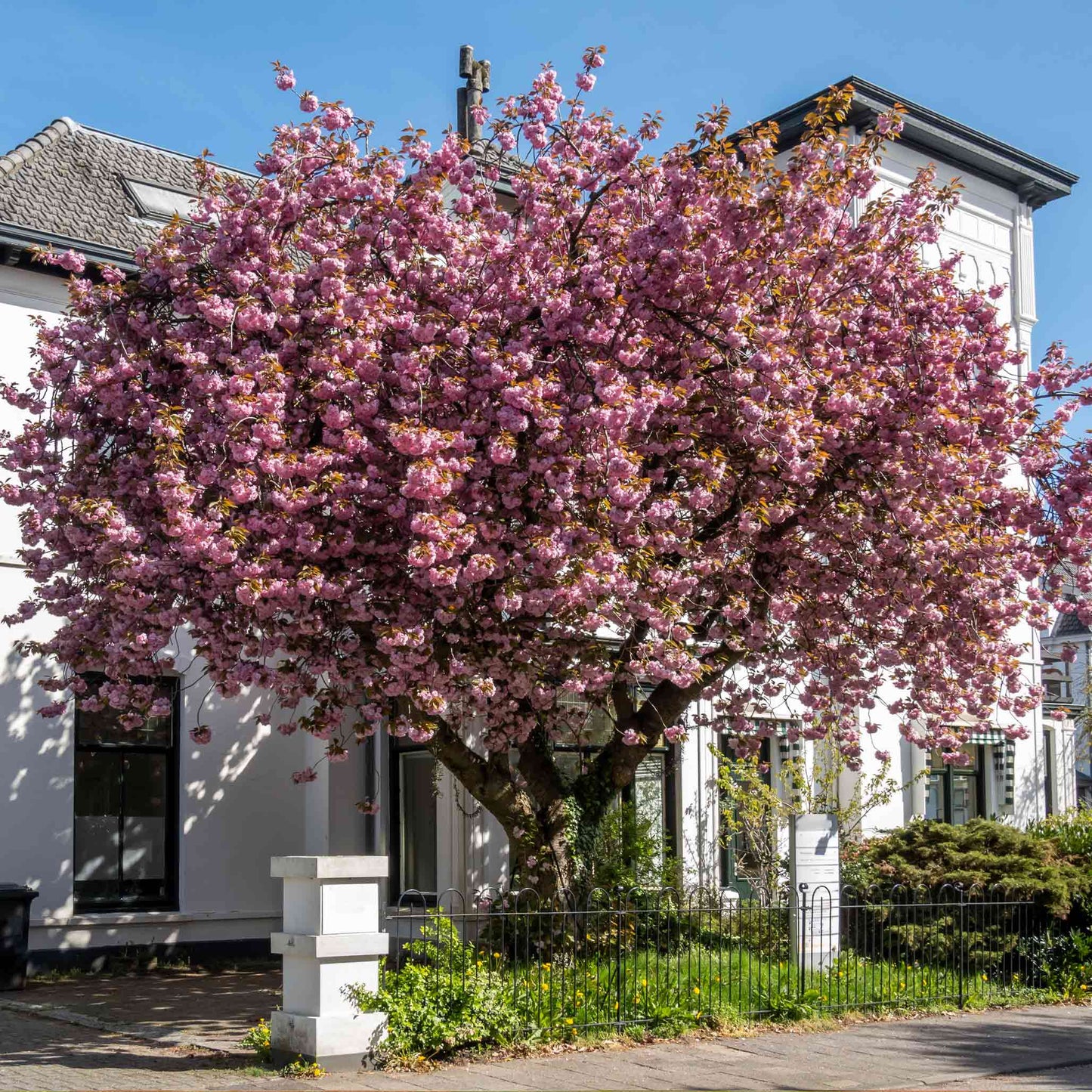 Kwanzan Flowering Cherry Tree outdoor plant with pink blossoms in front of a modern white house on Tampa Home & Garden Store
