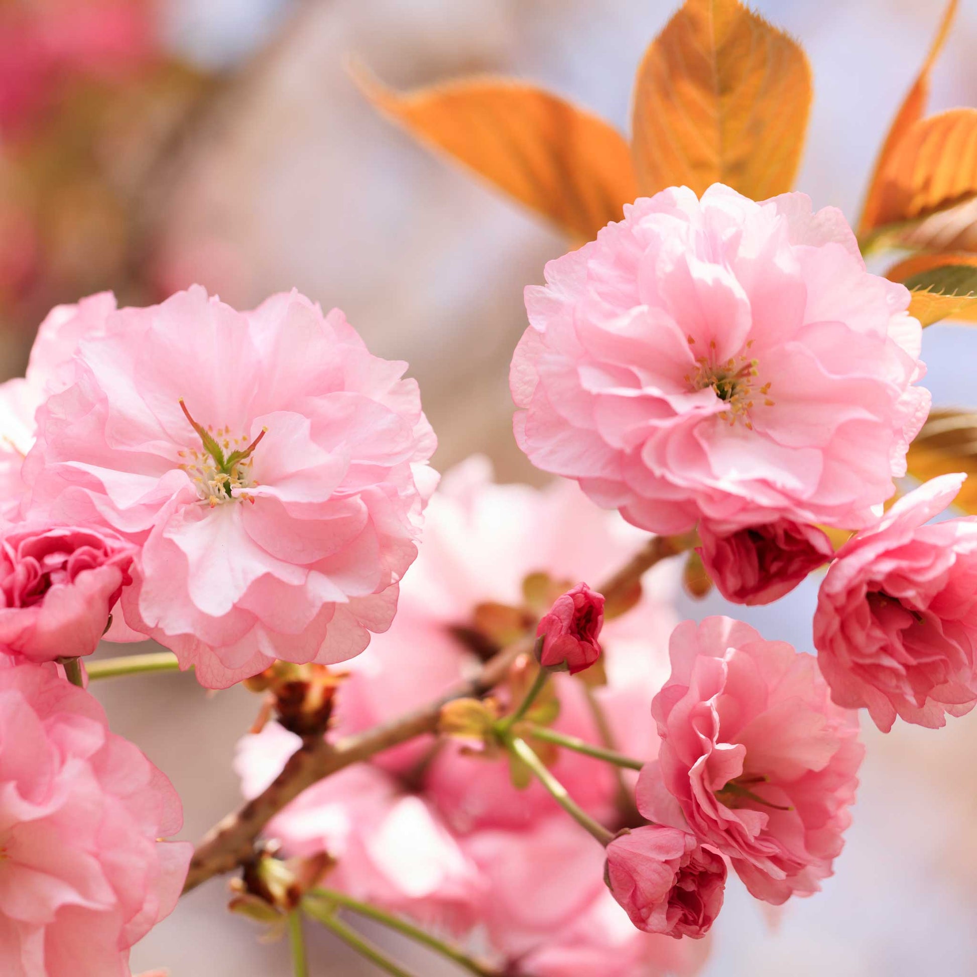 Kwanzan Flowering Cherry Tree pink blossoms close-up on Tampa Home & Garden Store