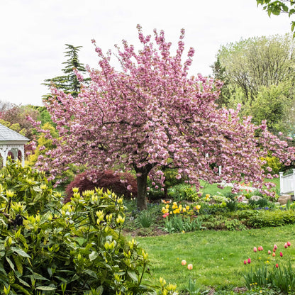 Kwanzan flowering cherry tree with pink blossoms in full bloom in an outdoor garden on Tampa Home & Garden Store