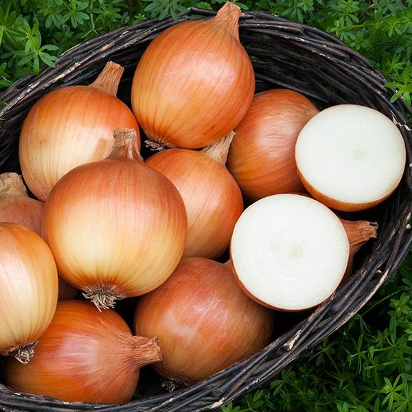 7 Cortland F1 onion bulbs in a wicker basket with orange-brown skins on Tampa Home & Garden Store