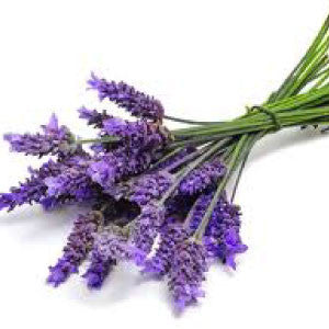 LAVENDER Seeds, Vera - Tampa Home & Garden Store