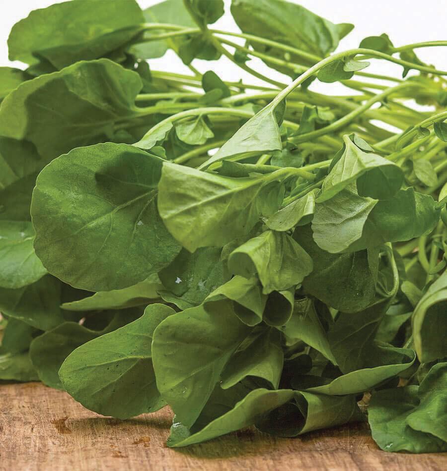 Upland Cress greens with tender round leaves and bright green stems on a wooden surface on Tampa Home & Garden Store