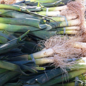 LEEK Seeds, American Flag - Tampa Home & Garden Store