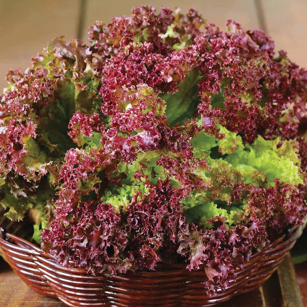 Lolla Rossa leaf lettuce in a wicker basket with red and green curly leaves Seedtime Store on Tampa Home & Garden Store