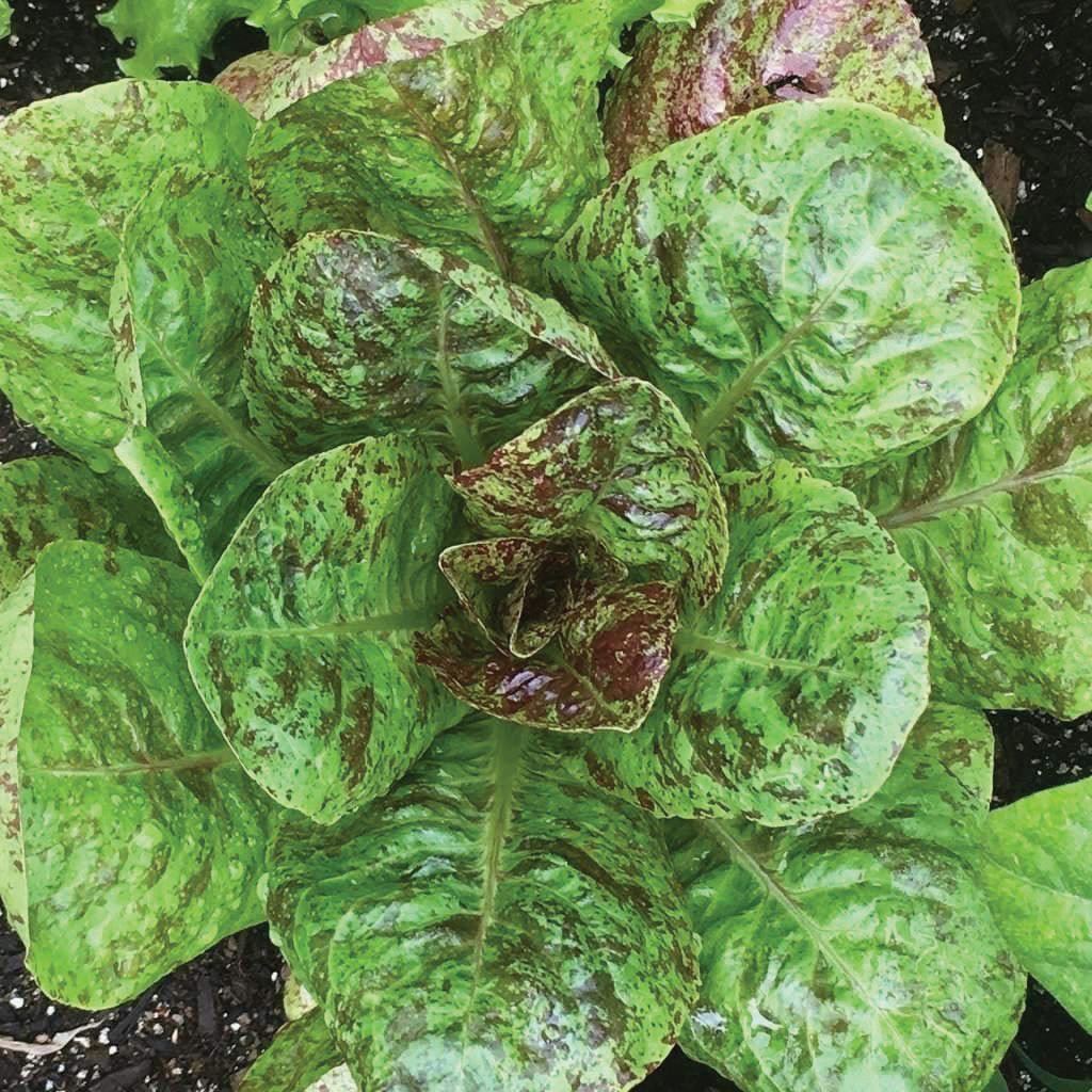Freckles Romaine Lettuce seeds rosette with variegated green leaves and brown speckles on Tampa Home & Garden Store