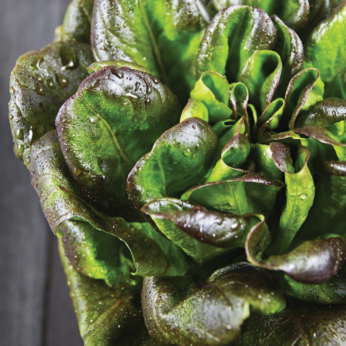 Bronze Mignonette lettuce head with bronze-green leaves and droplets on Tampa Home & Garden Store