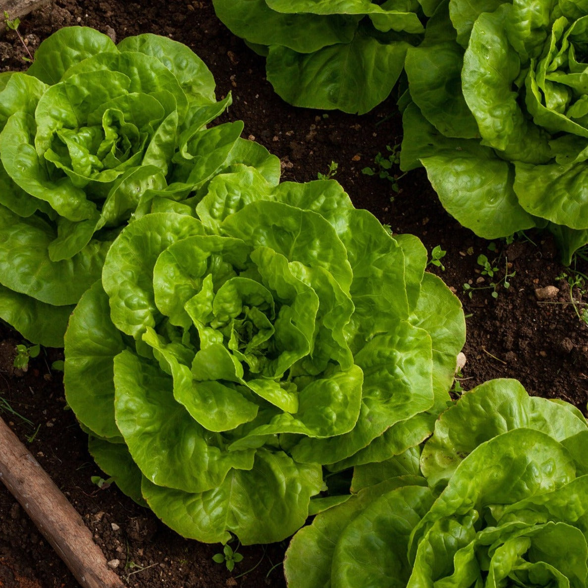 Tom Thumb Dwarf Bibb Lettuce heads with bright green leaves in a garden bed on Tampa Home & Garden Store