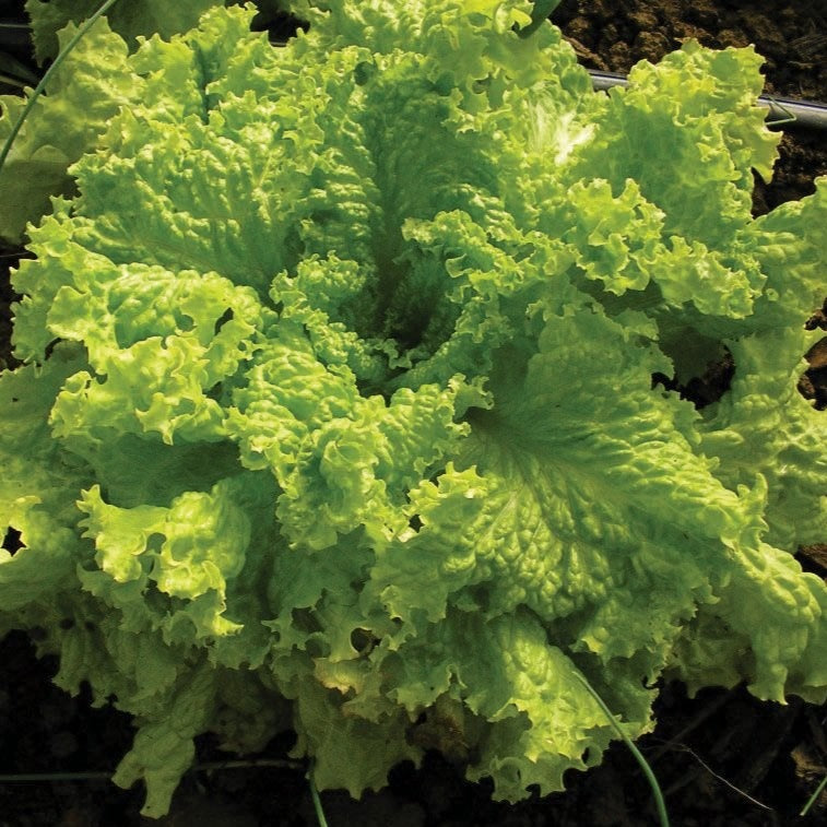 Grand Rapids Leaf Lettuce seeds Seedtime Store; bright green frilly leaves form a dense head on Tampa Home & Garden Store