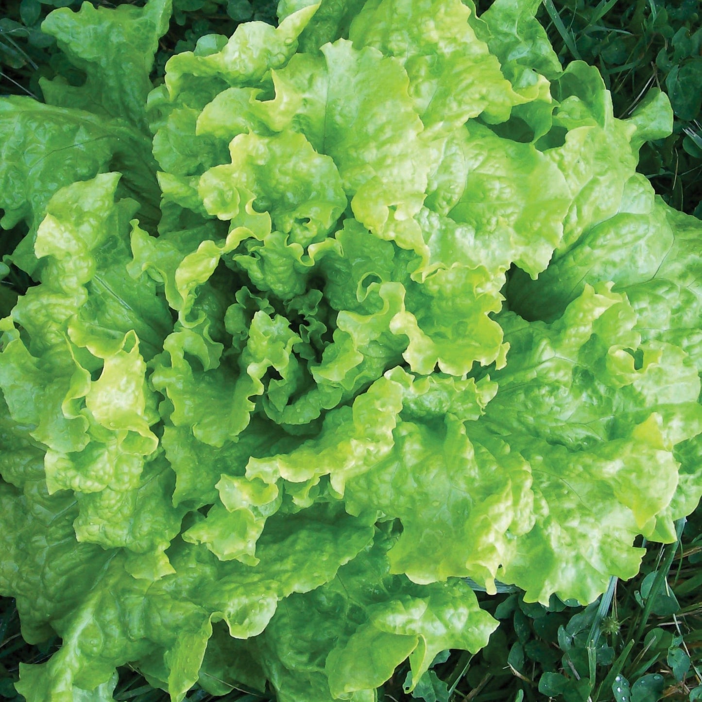 Black Seeded Simpson lettuce heads, bright green, frilly leaves from Seedtime Store Seeds on Tampa Home & Garden Store