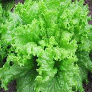 LETTUCE Seeds, Black Seeded Simpson - Tampa Home & Garden Store