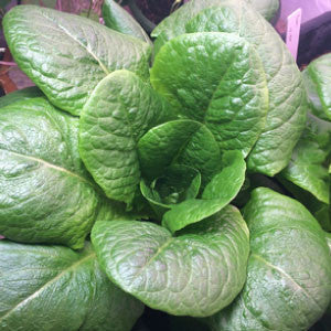 LETTUCE Seeds, Paris Romaine - Tampa Home & Garden Store