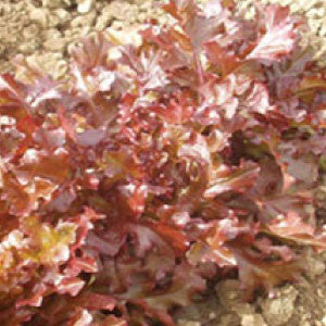 LETTUCE Seeds, Red Salad Bowl - Tampa Home & Garden Store