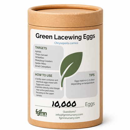 Huevos de crisopa verde