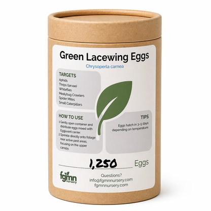 Huevos de crisopa verde
