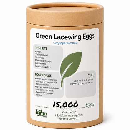 Huevos de crisopa verde