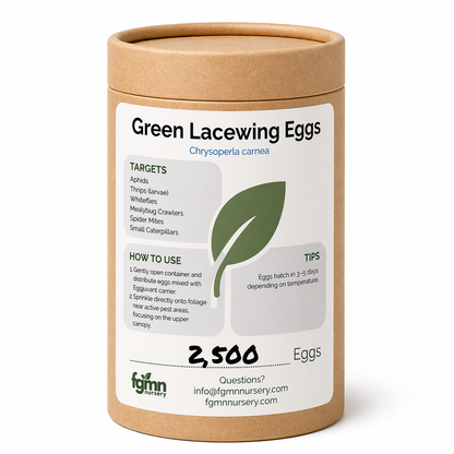Huevos de crisopa verde